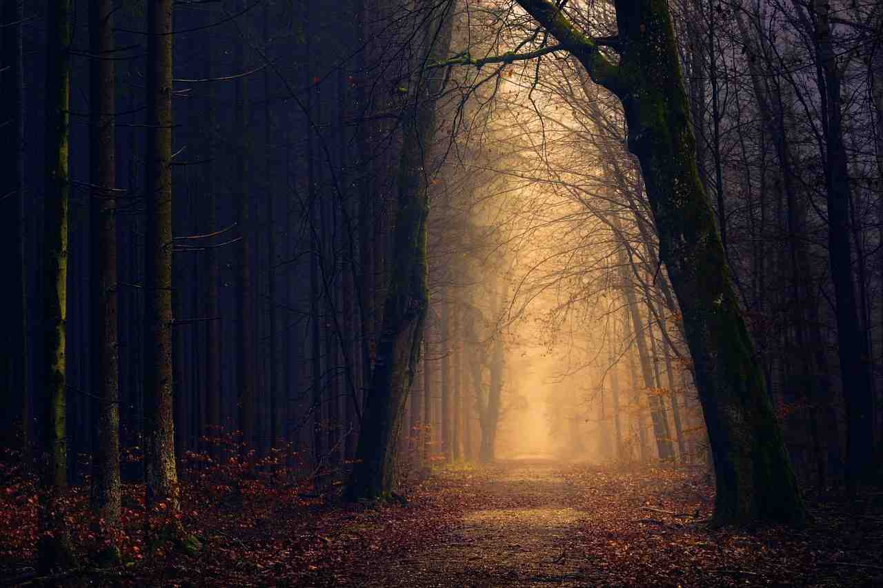 bois, forest, la lumière