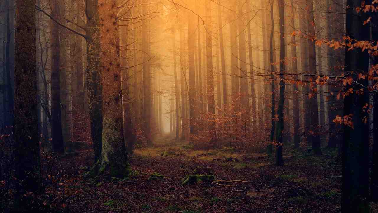 des forêts, lumière, twilight